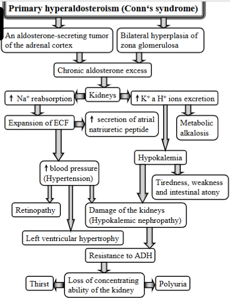 <p>Condition that causes high BP, K+ loss + other electrolyte imbalances due to<strong> excessive aldosterone production by the adrenal gland.</strong></p><p><strong>Causes:</strong></p><ul><li><p>aldosterone-secreting tumor of the adrenal cortex</p></li><li><p>chronic aldosterone excess</p></li><li><p>bilateral hyperplasia of the zona glomerulosa</p></li></ul><p><strong>Mechanism: </strong></p><ol><li><p>causes → affects kidneys</p></li><li><p>excretion of K+ and H+ → hypokalemia + metabolic alkalosis</p></li><li><p>reabsorption of Na+</p></li><li><p>expansion of ECF + secretion of atrial natriuretic peptide</p></li><li><p>high BP (hypertension) → retinopathy, left ventricular hypertrophy, damage to kidneys</p></li><li><p>tiredness, weakness, intestinal atony</p></li><li><p>resistance to ADH, loss of concetrating ability of kidney, thirst and polyuria. </p></li></ol><p></p>