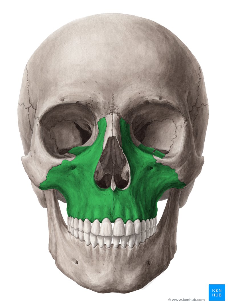 <p>Bone surrounding the face</p>