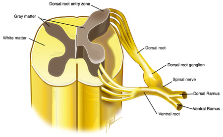 carry sensory neural signals to the central nervous system (CNS) from the peripheral nervous system (PNS)