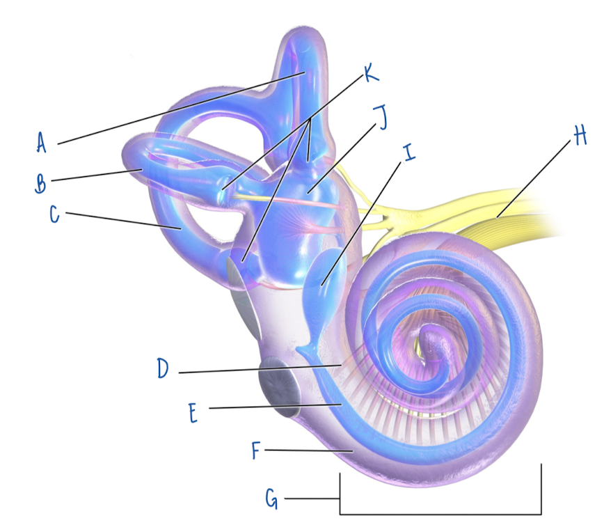 <p>Name the part of the inner ear labeled G</p>