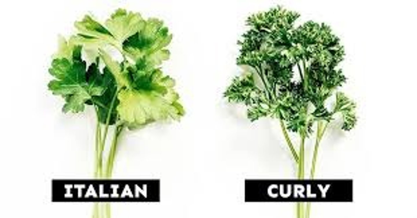 <p>SNIFF IT!!</p><p>leaves: curly; ternate ternatley compound;</p><p>special notes: curly parsley for edging</p>