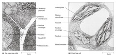 <p>An essential feature of every cell is the presence of membranes that defines the boundary of the cells and any internal compartments</p>