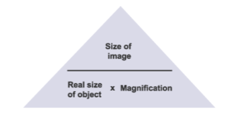 <p>Magnification of image = size of image / size of real object</p>