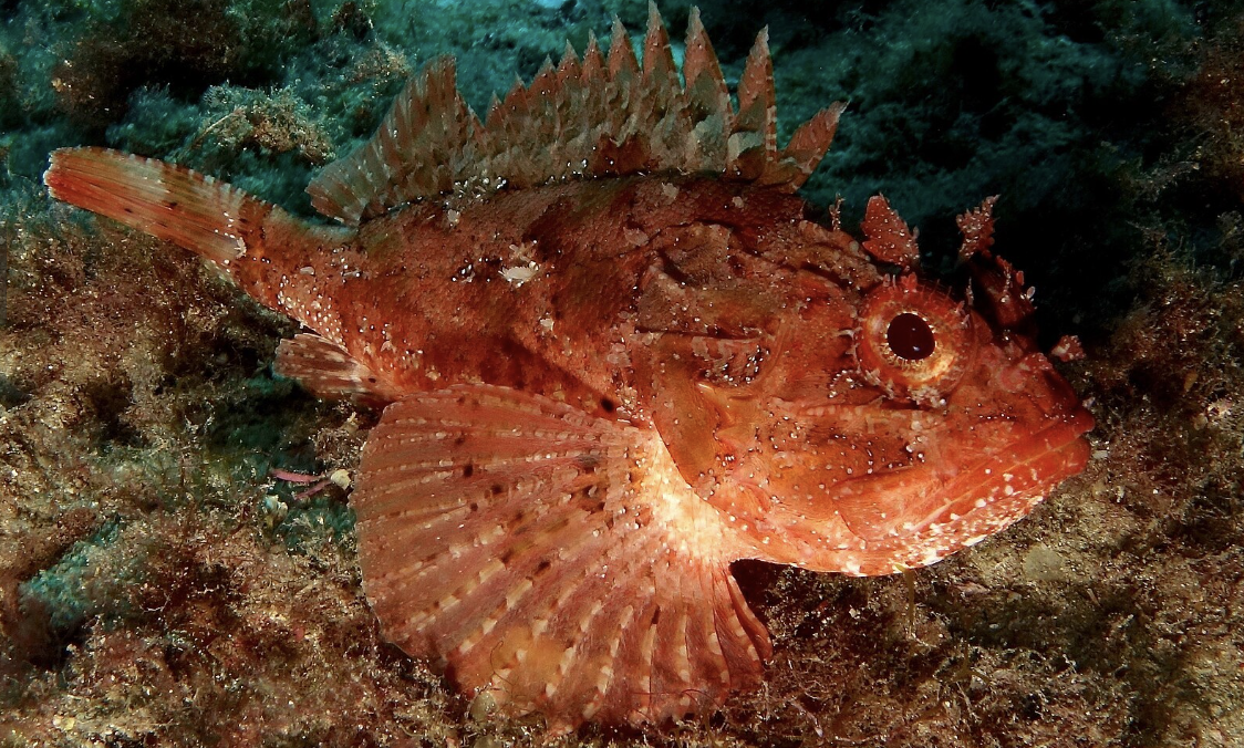 <p>Scorpionfishes</p><p></p><p></p><p>Key traits:</p><ul><li><p>223 spp, 25 in Hawaii</p></li><li><p>coastal indian and pacific</p></li><li><p>some with venomous dorsal, anal, and pelvic spines</p></li><li><p>demersal/benthic and cryptic ambush predators</p></li></ul><p></p>
