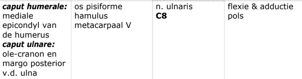 <p>oppervlakkige flexor</p>