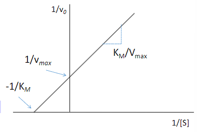 <p><span>Inhibition of an enzyme by a drug can take several forms. It can be reversible</span><br><span>(competitive or non-competitive) or irreversible (covalent). Reversible inhibition can best be evaluated using the Lineweaver Burke equation, a linear form of the Michaelis –Menten equation obtained by inverting both sides of the equation.</span></p><ul><li><p>M.M. <span>v0 = v max [S] / (K M + [S])</span></p></li><li><p><span>L.B. 1/v 0 = K M / (v max [S]) +1/v m</span></p></li><li><p><span>Note that the MM parameters can be read off</span><br><span>the linear L.B. plot. The Y-intercept = 1/Vmax and</span><br><span>the X intercept is -1/K M. The slope is KM/Vmax</span></p></li></ul><p>a) true</p><p>b) false</p>