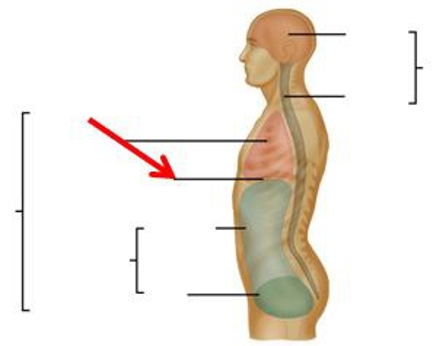 <p>A sheet of muscle that forms the bottom wall of the thoracic cavity in mammals; active in ventilating the lungs.</p>