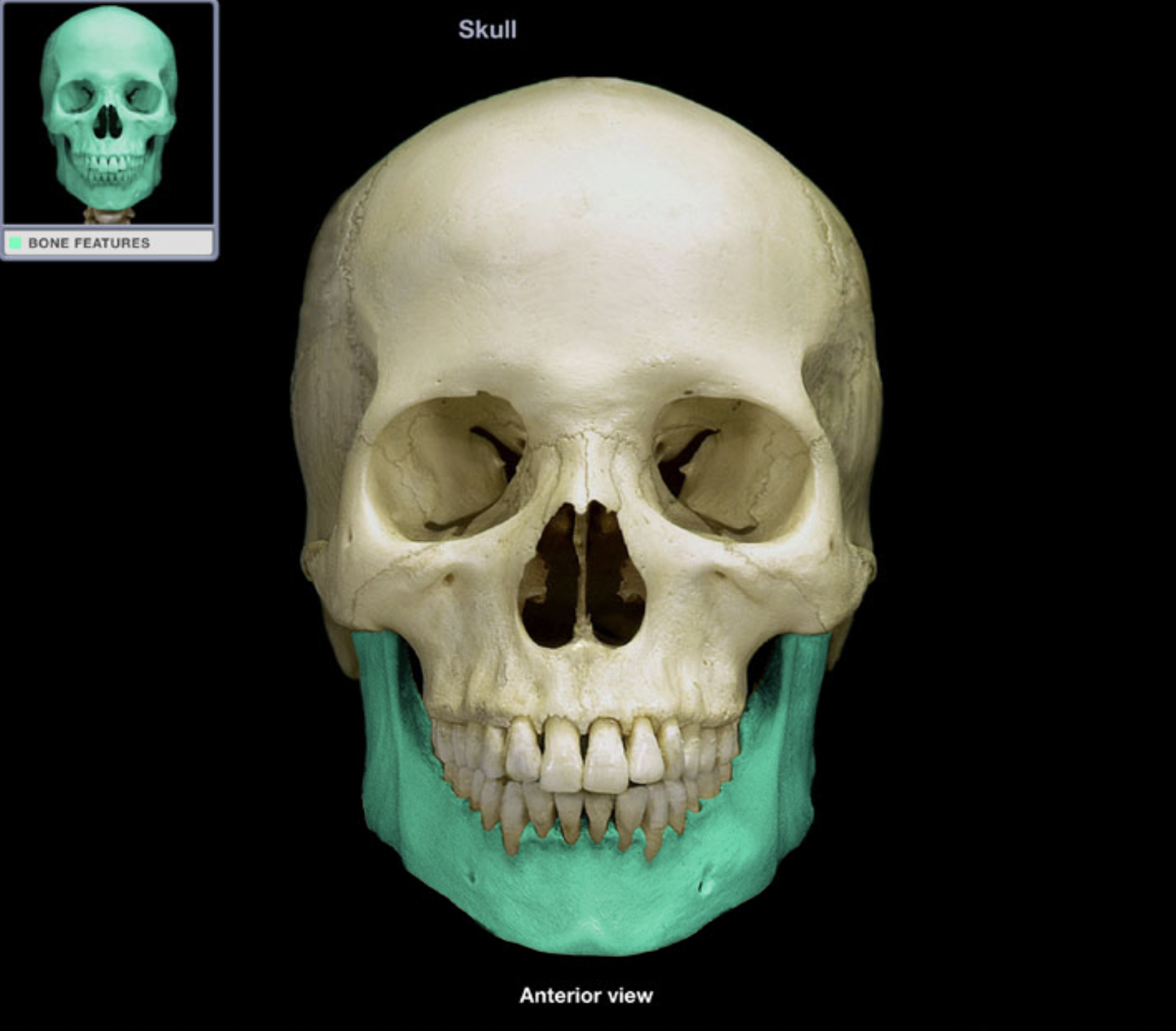 knowt flashcard image