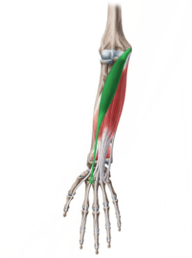 <p>Flexor Carpi Radialis</p>
