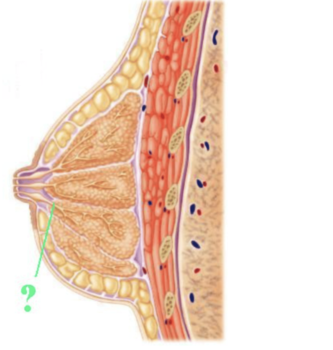 <p>lactiferous duct</p>