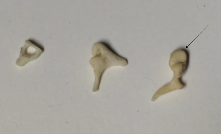 name the specific bone 