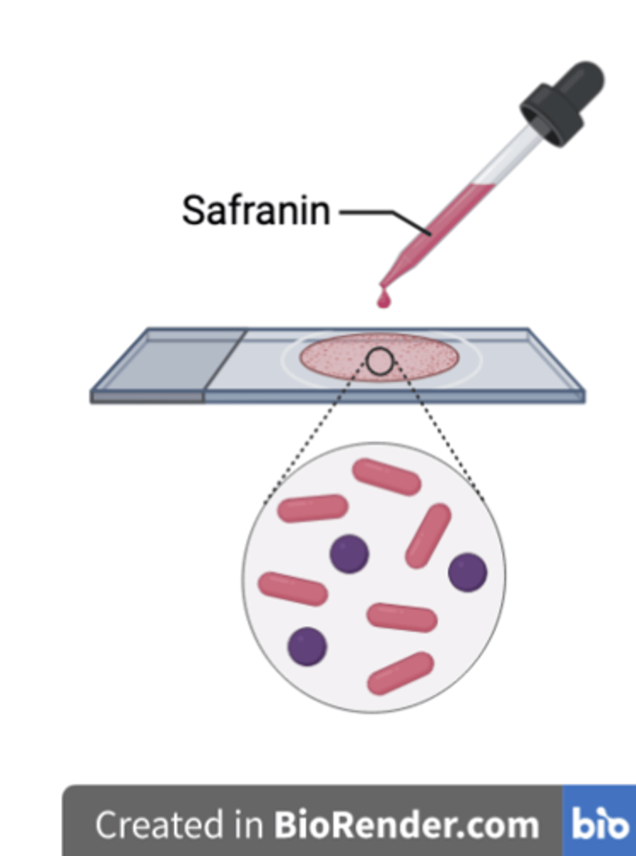 <p>To <strong>dye the colourless Gram negative bacteria red/pink for differentiation</strong> from the Gram positive cells.</p>