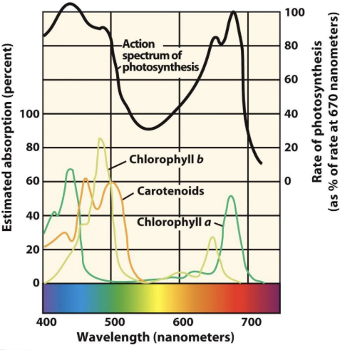 <p>What is evidence that the absorption spectrum of chlorophyll a and the action spectrum for photosynthesis are linked?</p>