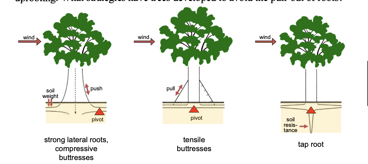 <ol><li><p>Lateral roots</p><ul><li><p>withstand torque of the wind</p></li><li><p>wider base shifts, the centre of rotation sideways</p></li><li><p>giving the soil weight more impact because of the larger lever arm</p><p>→ often laterally flattened and thus well-adapted for vertical forces</p></li></ul></li><li><p>Compressive buttresses</p><ul><li><p>have lateral roots but also grow a massive base→ helps them to resist compressive loads</p></li></ul></li><li><p>Tensile buttresses</p><ul><li><p>some trees grow long and thin buttresses→ too weak to resist compression</p></li><li><p>but can develop tension when the roots are well anchored</p></li></ul></li><li><p>Tap roots</p></li></ol><ul><li><p>long vertical taproots that reist wind forces by puhsing soil sideways</p></li></ul><p></p>