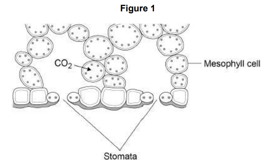 <p>Figure 1 shows part of a leaf. Molecules of carbon dioxide diffuse from the air into the mesophyll cells. Which two changes will increase the rate at which carbon dioxide diffuses into the mesophyll cells?</p>
