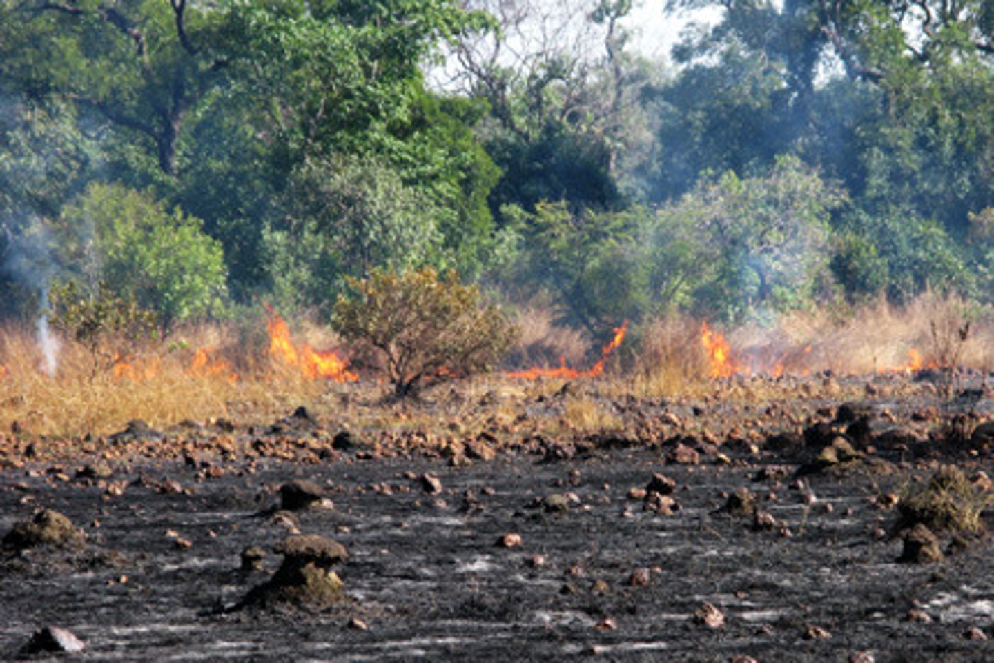 <p>... Tropical rainforests are cleared to provide land for farming, mining, roads, and settlements<br><br>=&gt; One of most common methods for clearing = slash and burn - cheap and effective<br>... removal of forest is via "slash and burn" technique which has effects on water and carbon cycling as well as albedo<br>... fires can burn out of control for weeks and spread<br><br>=&gt; Carbon stored in trees is released back into atmosphere as CO2<br>... deforestation is one of the main contributors to the greenhouse gases that are responsible for climate change<br><br>=&gt; Photosynthesis is reduced until new plants colonise the area, meaning less carbon is absorbed from the atmosphere<br><br>=&gt; Plant and animal respiration also drops to almost zero<br><br>=&gt; Rain washes ash into the ground, increasing the carbon content of the soil<br>... carbon in runoff may increase too<br><br>=&gt; Decomposers will be largely absent from this environment<br><br>Replacing rainforest with alternate land uses (e.g., crops, pasture) reintroduces stores and flows<br>... these operate at much less effective levels</p>