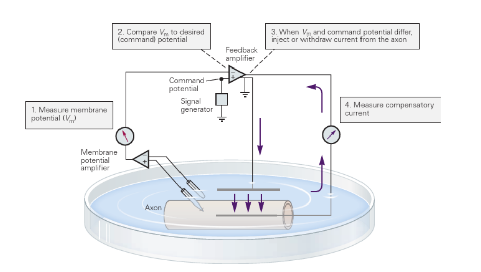 <ol><li><p>set voltage into feedback amplifier</p></li><li><p>recording voltage of axon with membrane potential amplifier</p></li><li><p>this voltage is sent to feedback amplifier</p></li><li><p>feedback amplifier compares recorded voltage to desired voltage</p></li><li><p>if there’s a difference, feedback amplifier sends signal to send positive current into axon to try and depolarise it (compensatory current)</p></li><li><p>change in voltage read by first amplifier, feeds back to feedback amplifier</p></li><li><p>repeat until both amplifiers read same voltage</p></li><li><p>once amplifiers read same voltage- equilibrium, get a steady state current that is noted down </p></li><li><p>measuring current required to reach one voltage is not the end of a voltage clamp experiment </p></li></ol><p></p>