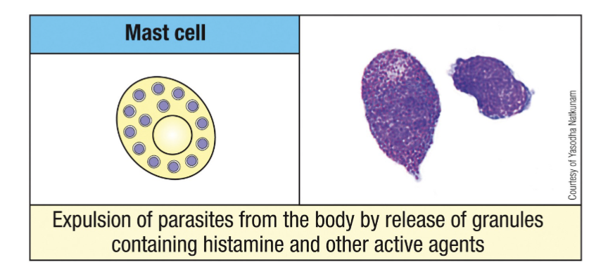 <p><span>Produced in the bone marrow and released into blood as immature precursors </span></p><p><span>two types: <u>mucosa</u> and <u>connective tissue-resident </u>cells </span></p><p><span>anti-parasite response but also allergy+ asthmas</span></p><p><span>release granule contents</span></p><p><span>Important for anti-parasite function and involved in allergic reactions</span></p><p><span>immature precursor goes into tissue & only there does it mature </span></p><p><span>Important immune-polarizing cells</span></p><p><span>Like basophils, they release granule contents (i.e., histamines, leukotrienes, prostaglandins and cytokines)</span></p><p><u>sentinel version of basophils</u>, very highly granulated cannot distinguish the nucleus</p>