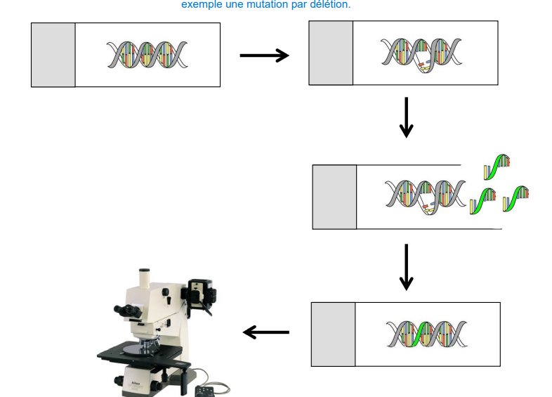 Il s’agit de la technique FISH (fluorescence in situ hybridation) 
