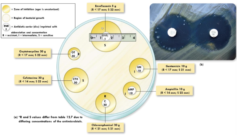 <p>Disks with antibiotics placed on agar inoculated with bacteria; measure zones of inhibition to test susceptibility</p>
