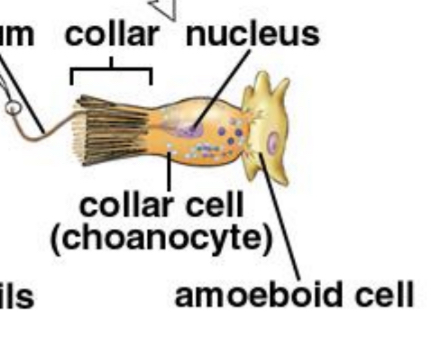 <p>Choanocytes, and the movement of their flagella</p>