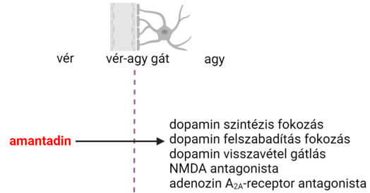 <p>Eredetileg antivirális gyógyszer - influenza prevenció</p><p>Gyengébb, mint a levodopa, tolerancia alakul ki ellene</p><p>DA szintézis fokozás, felszabadítás fokozás, visszavétel gátlás</p><p>NMDA antagonista</p><p>Adenozin<sub>A2</sub>-receptor antagonista</p><p>Terápiás fontosság akinetikus krízisben - 48 óránál hossszabb akinezis (infúzió)</p><p>Főleg pszichés mellékhatások: alvászavar, nyugtalanság, görcsök</p>