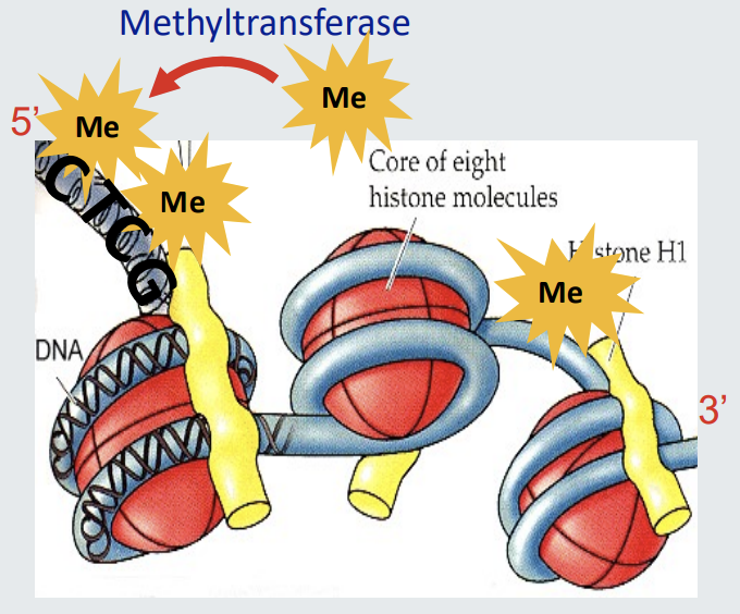 <ul><li><p><strong>Methylation on CpG DNA Nucleotides</strong>:</p><ul><li><p>Plays a crucial role in controlling synaptic scaling and glutamate receptor trafficking.</p></li><li><p>These processes are central to learning and memory formation.</p></li></ul></li><li><p><strong>Irreversibility</strong>:</p><ul><li><p>Methylation is generally considered irreversible.</p></li></ul></li><li><p><strong>Evidence from Fear Conditioning</strong>:</p><ul><li><p>After 24 hours of fear conditioning in rats:</p><ul><li><p>Approximately 9.2% of genes in hippocampal neurons are differentially methylated.</p></li><li><p>This involves around 1,000 “C” residues in the DNA.</p></li></ul></li></ul></li></ul><p></p>