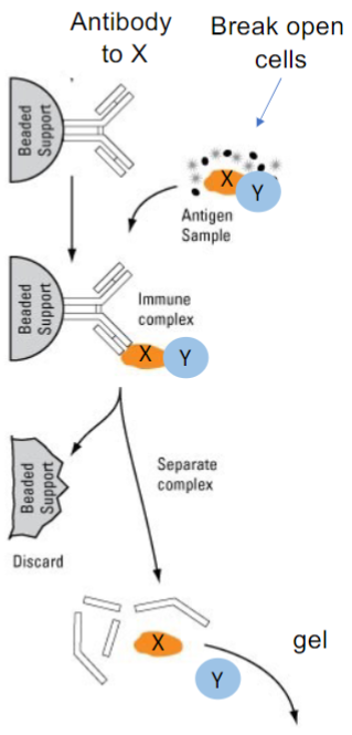 <ul><li><p><strong><u>Question:</u></strong> does protein X interact w/ protein Y in cells?</p></li><li><p><strong><u>Approach:</u></strong> pull down X w/ and see if Y comes along</p></li><li><p><strong><u>Tools required:</u></strong> Antibody specific to X + antibody specific to Y</p></li><li><p><strong><u>Experimental steps:</u></strong></p><ul><li><p>immobilize antibody to X to a solid support (ex: beads)</p></li><li><p>break open cells and mix w/ antibody</p></li><li><p>isolate beads, wash and detect bound proteins by Western blot</p></li></ul></li></ul>