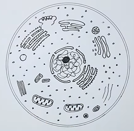 knowt flashcard image