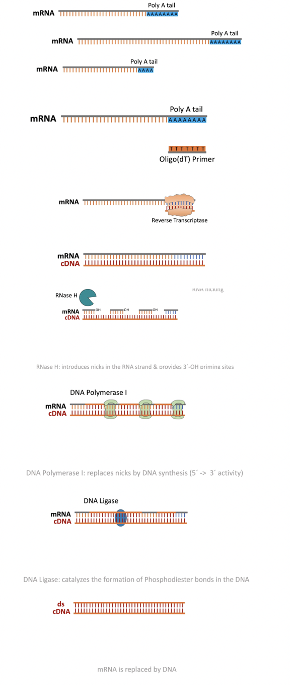<p><span style="color: yellow;">This method uses the enzyme reverse transcriptase which is a viral enzyme responsible for converting viral RNA genomes into DNA for host expression. </span></p><p></p><p><span style="color: rgb(106, 209, 251);">Here we take advantage of this enzyme and the fact that mRNA from eukaryotes have a poly A tail (</span><span style="color: rgb(106, 209, 251);"><span>string of more than 3 Adenine nucleotides) </span></span><span style="color: rgb(106, 209, 251);">appended to the end of every mRNA transcript. </span></p><p></p><p><span style="color: rgb(173, 243, 173);">A primer containing a poly-T sequence (string of more than 3 Thymine nucleotides) anneals to mRNA isolated from a cell. Reverse transcriptase is then used to produce the complementary DNA sequence. mRNA is degraded by treatment with base or an RNase. </span></p><p></p><p><span style="color: rgb(250, 131, 237);">A known sequence is then ligated to the 3’ end of the mRNAs and a primer complementary to that sequence is then used for polymerization and formation of the cDNA library.</span></p>
