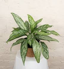 <p>Aglaonema</p>
