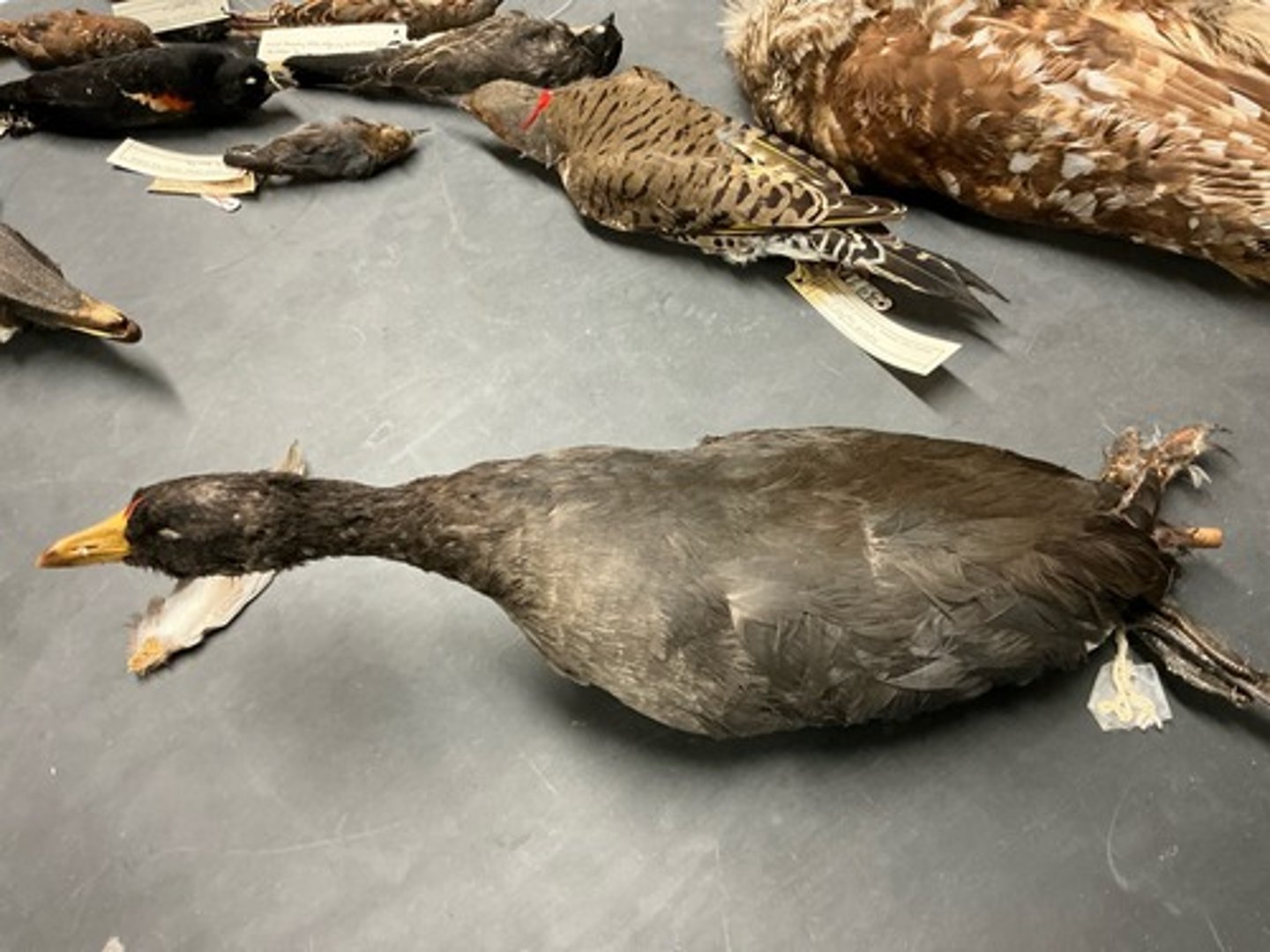 knowt flashcard image