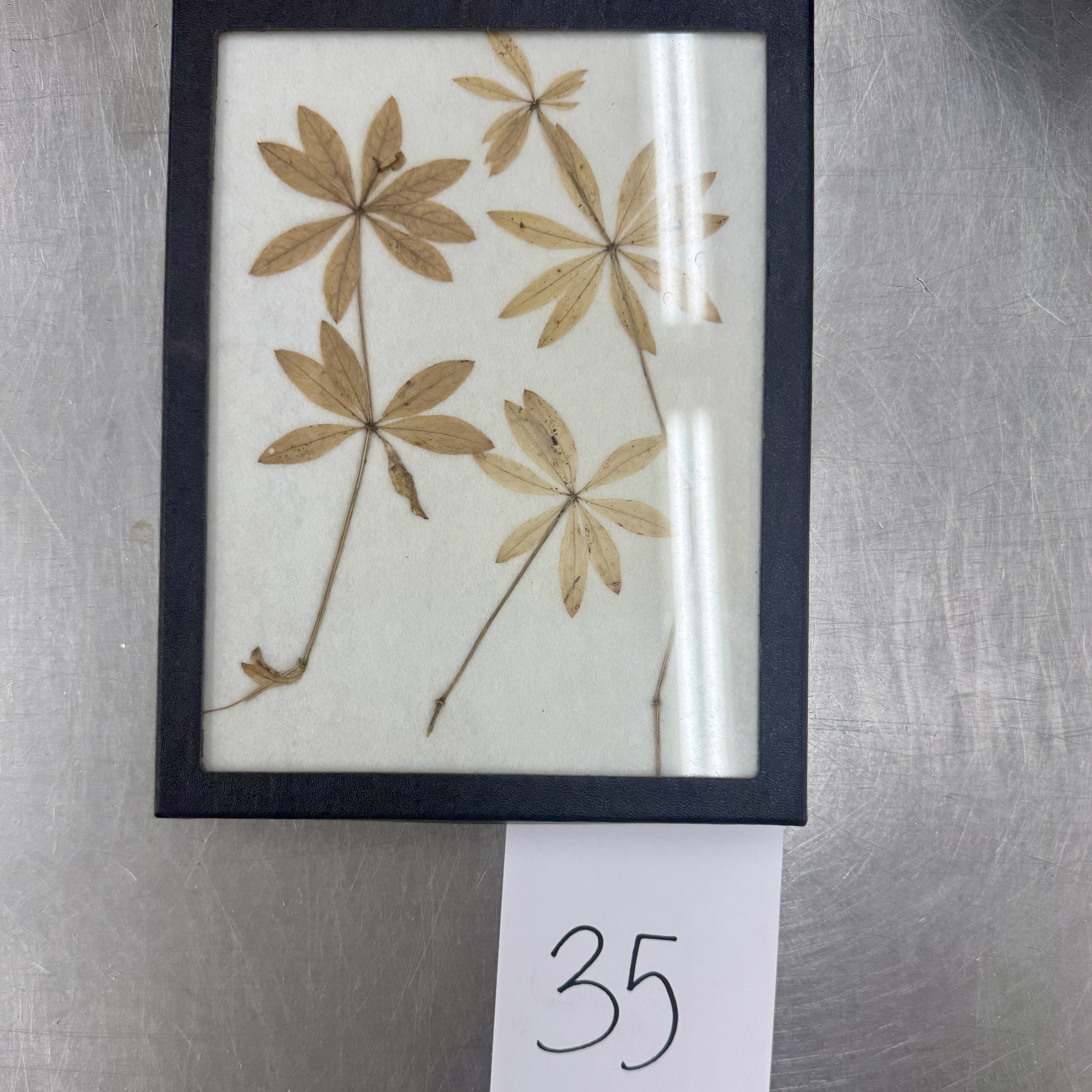 <p>Identify the arrangements of the leaf specimen</p>