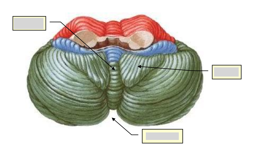 <p>which view of the cerebellum is this</p>