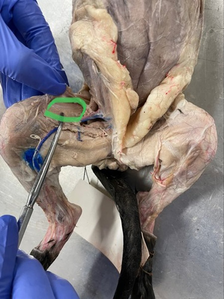 <p>O: different origins along the femur for each muscle</p><p>I: tibial tuberosity via patellar ligament</p><p>A: extend knee</p>
