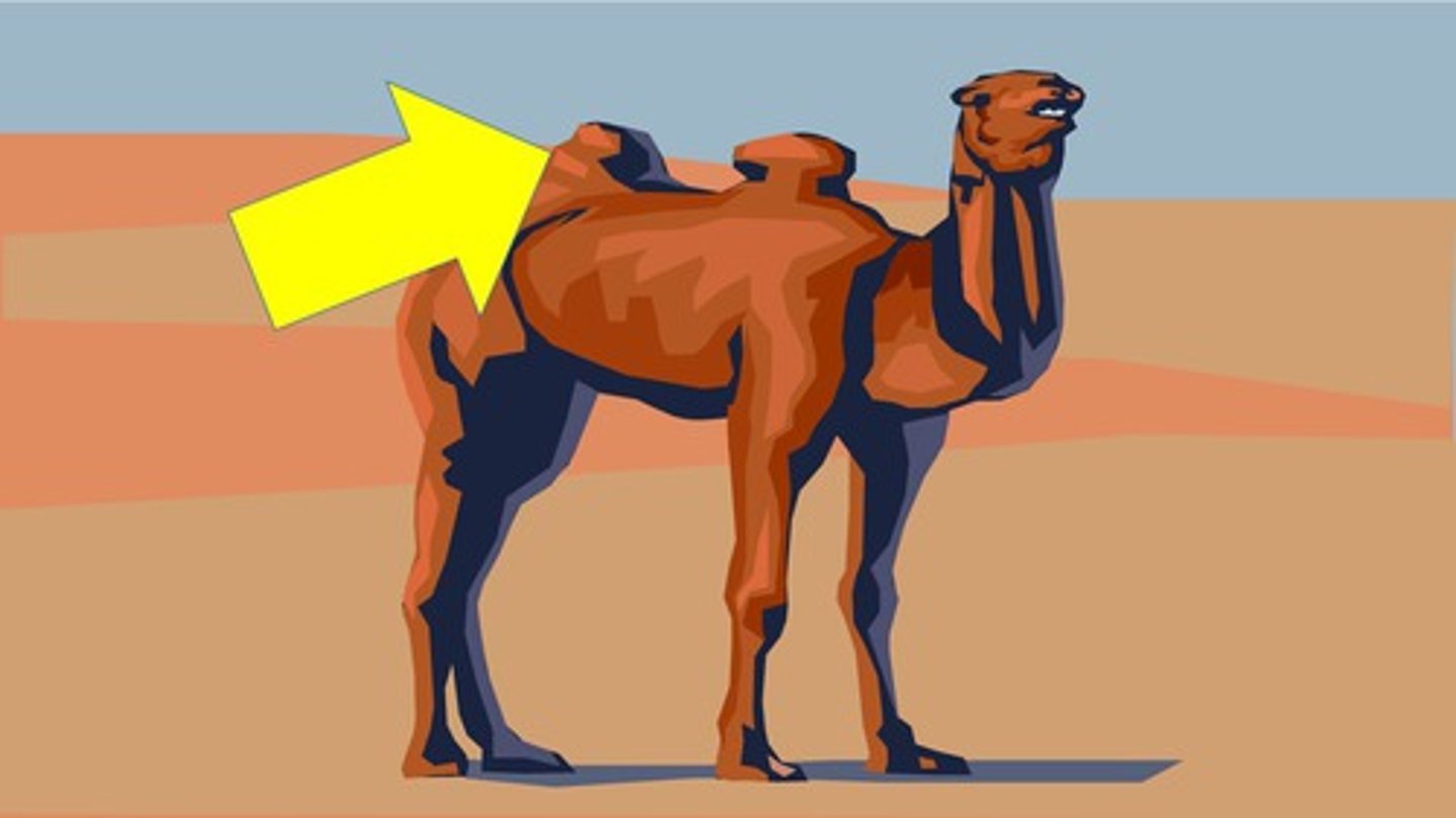 <p>hump</p>
