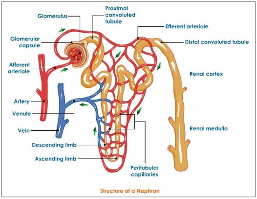 waster removal for mammals- 