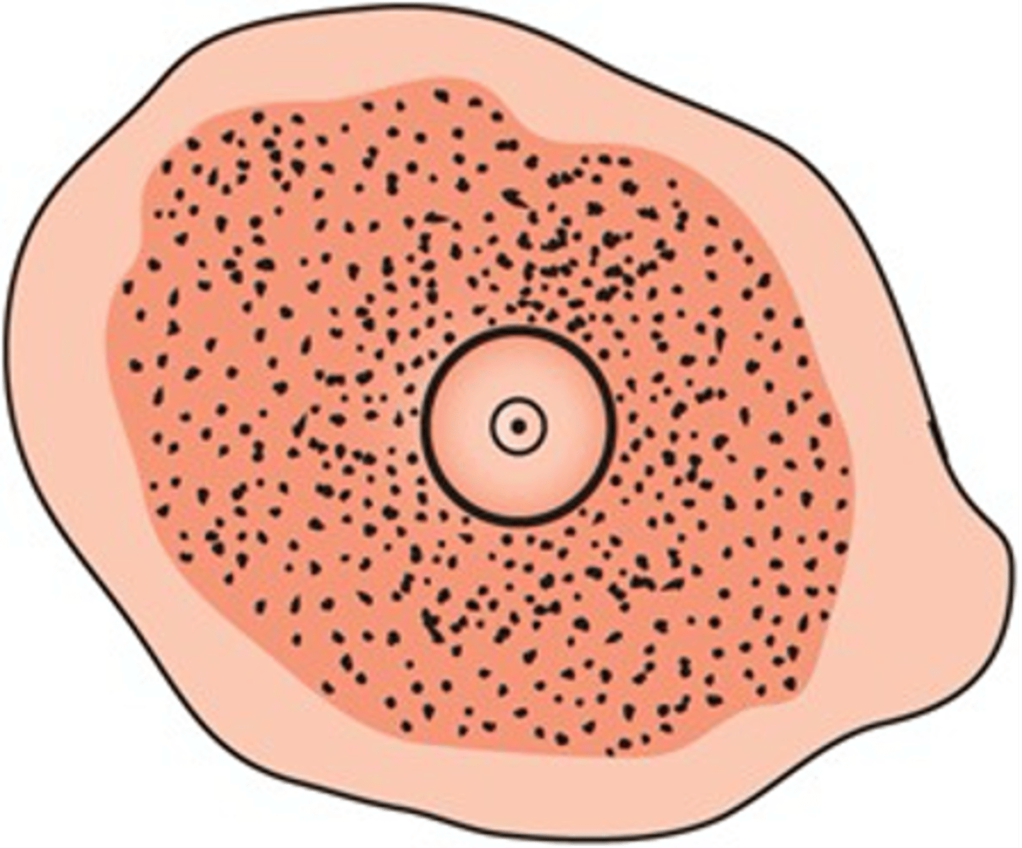 <p>This amoeboid protozoan stage is the _________ stage.</p>
