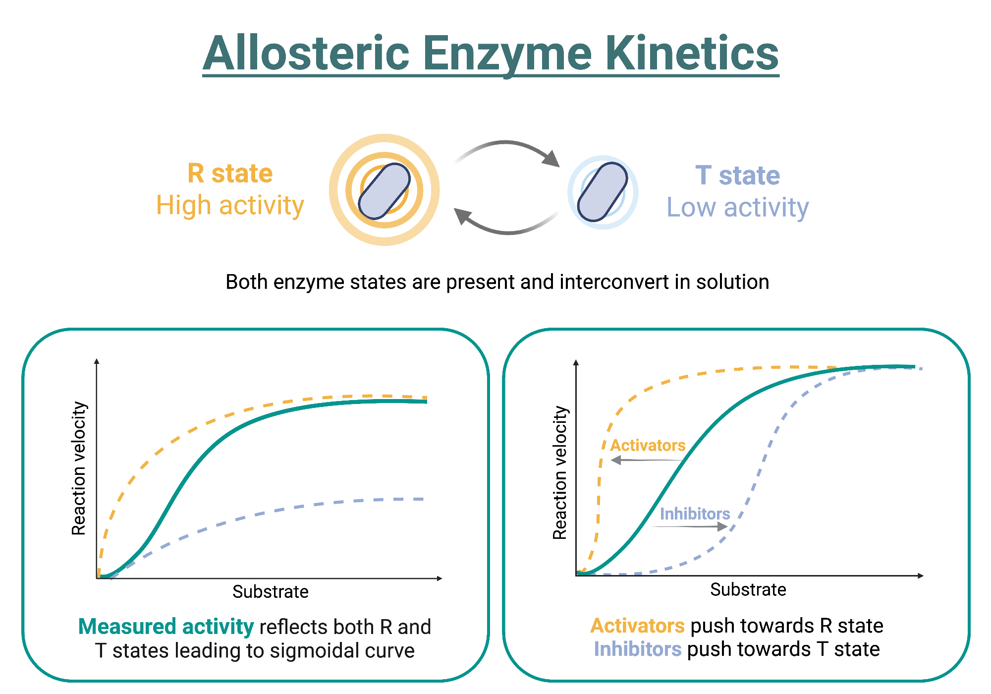<ul><li><p>close to beginning end or branch point of metabolic pathways</p></li><li><p>bind products of remote reactions in the same or related pathway</p></li><li><p>at allosteric site</p></li><li><p>have a quaternary structure</p></li><li><p>display s shaped kinetic profiles- cooperitivity</p></li></ul><p>can be affected by inhibitors or activators</p>