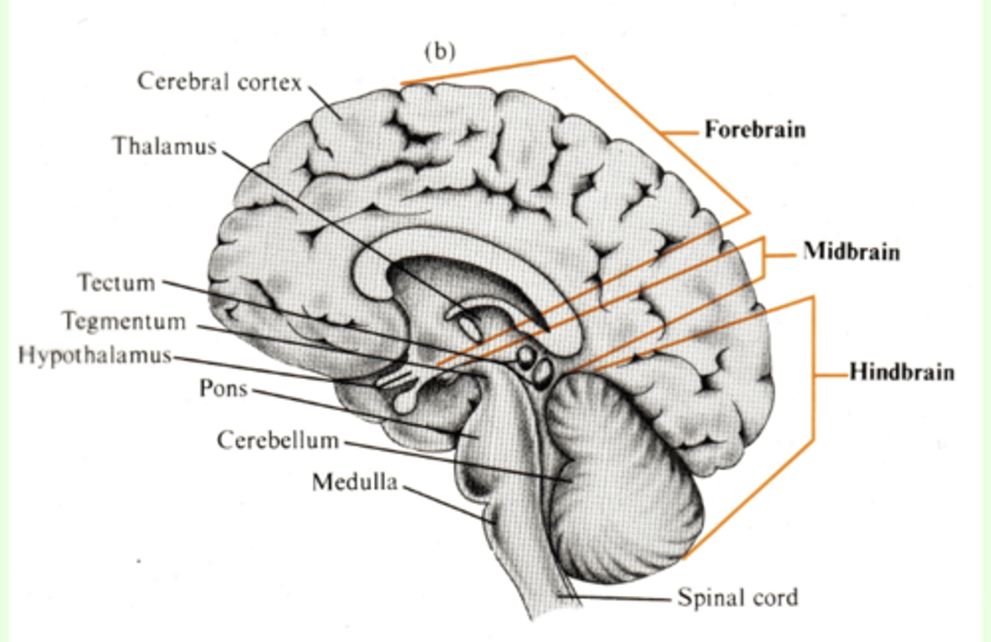 <p>roughly corresponds to different stages of evolutionary development -- Limbic brain: emotional or feeling brain</p>
