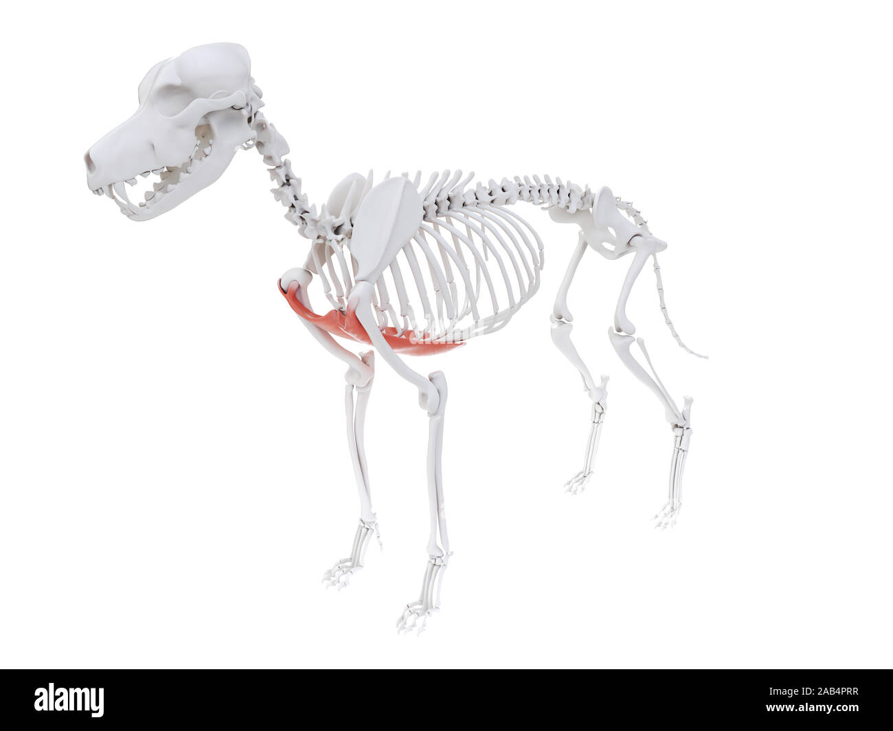 <p>adduct the leg by attaching the humerus to the sternum</p>