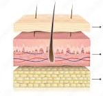 <p>Three main layers of skin</p>