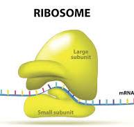 <p>ribosomes</p>