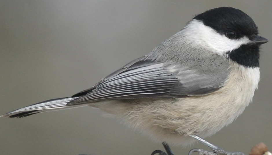 <p>what is this bird </p>