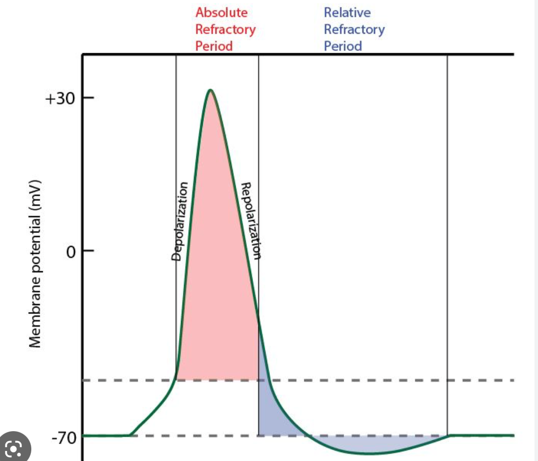 
1. Occurs during the action potential
2. No action potential capability
3. Na+ voltage-gated channels

   
   1. Inactive

      
      1. Active = open
      2. Inactive = closed