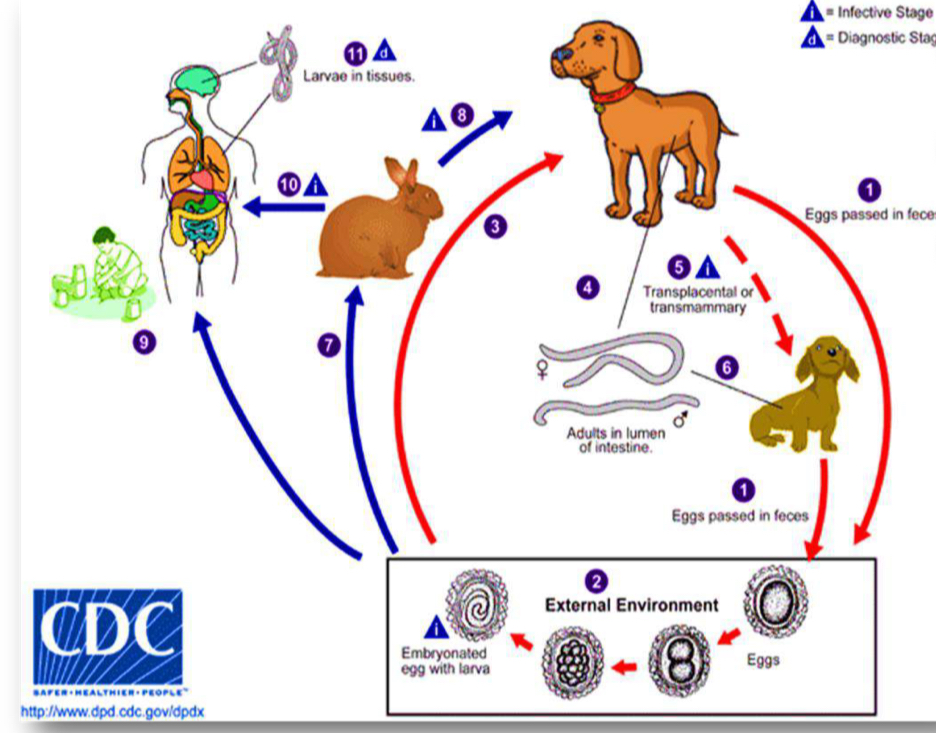 <p>Life cycle?</p>