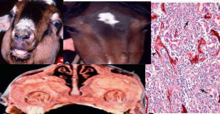 <p>What is this condition? Explain its pathogenesis. Describe the main gross and histological pathology. </p>