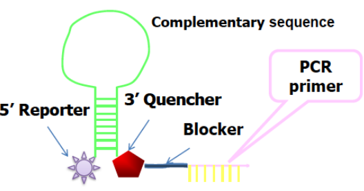 <p>The loop of the <span><strong>Scorpions probe</strong></span> includes a sequence that is complementary to an internal portion of the sequence it primes. During the first amplification cycle, the Scorpions primer is extended, and the sequence complementary to the loop sequence is generated. After subsequent denaturation and annealing, the loop of the Scorpions probe hybridizes to the internal target sequence, and the reporter is separated from the quencher. The resulting fluorescent signal is proportional to the amount of amplified product in the sample. The Scorpions probe contains a PCR blocker just 3' of the quencher to prevent read-through during the extension of the opposite strand.</p>