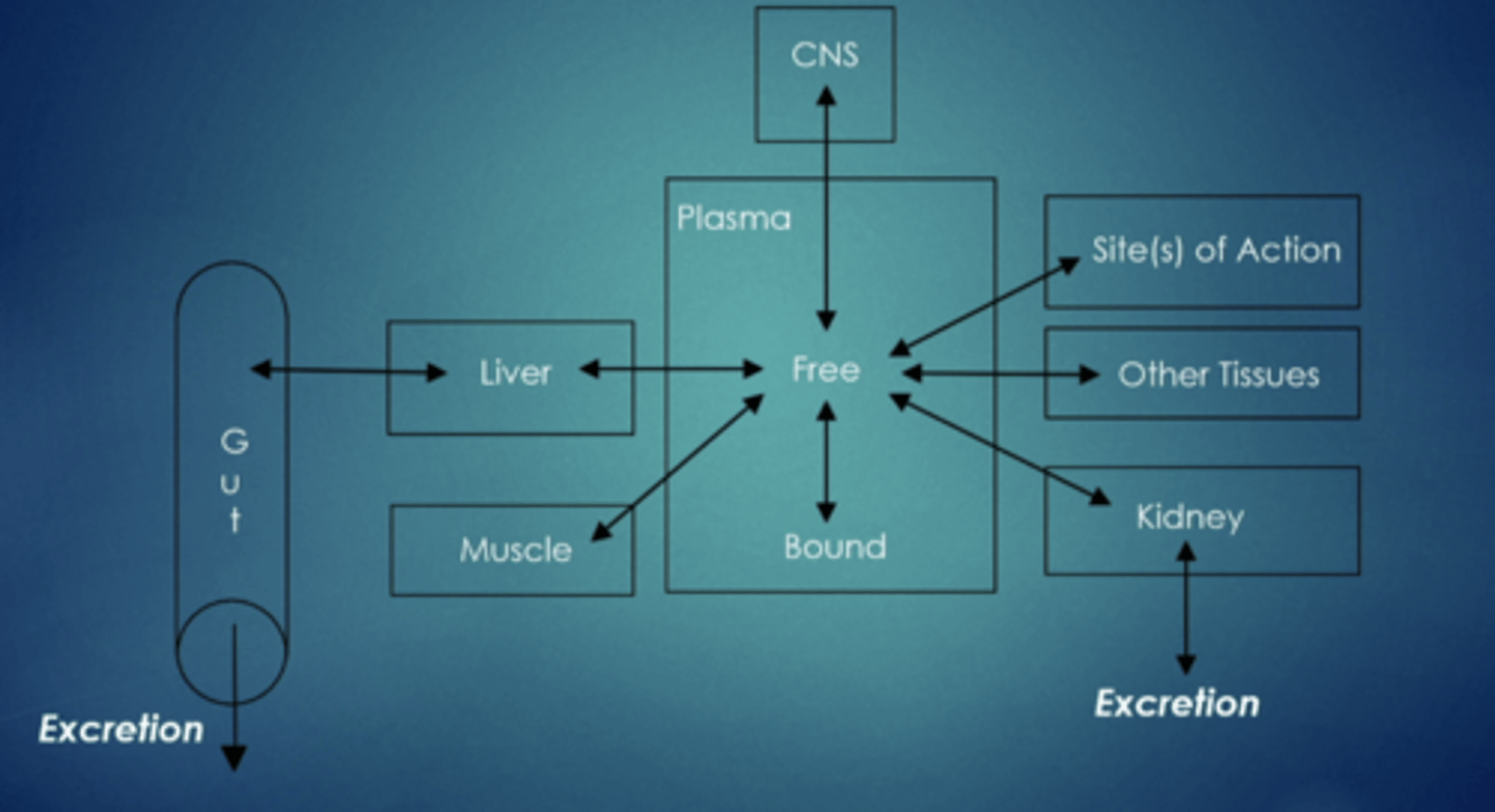 <p>removal of drug from the body, primary route: gi tract and kidney</p>