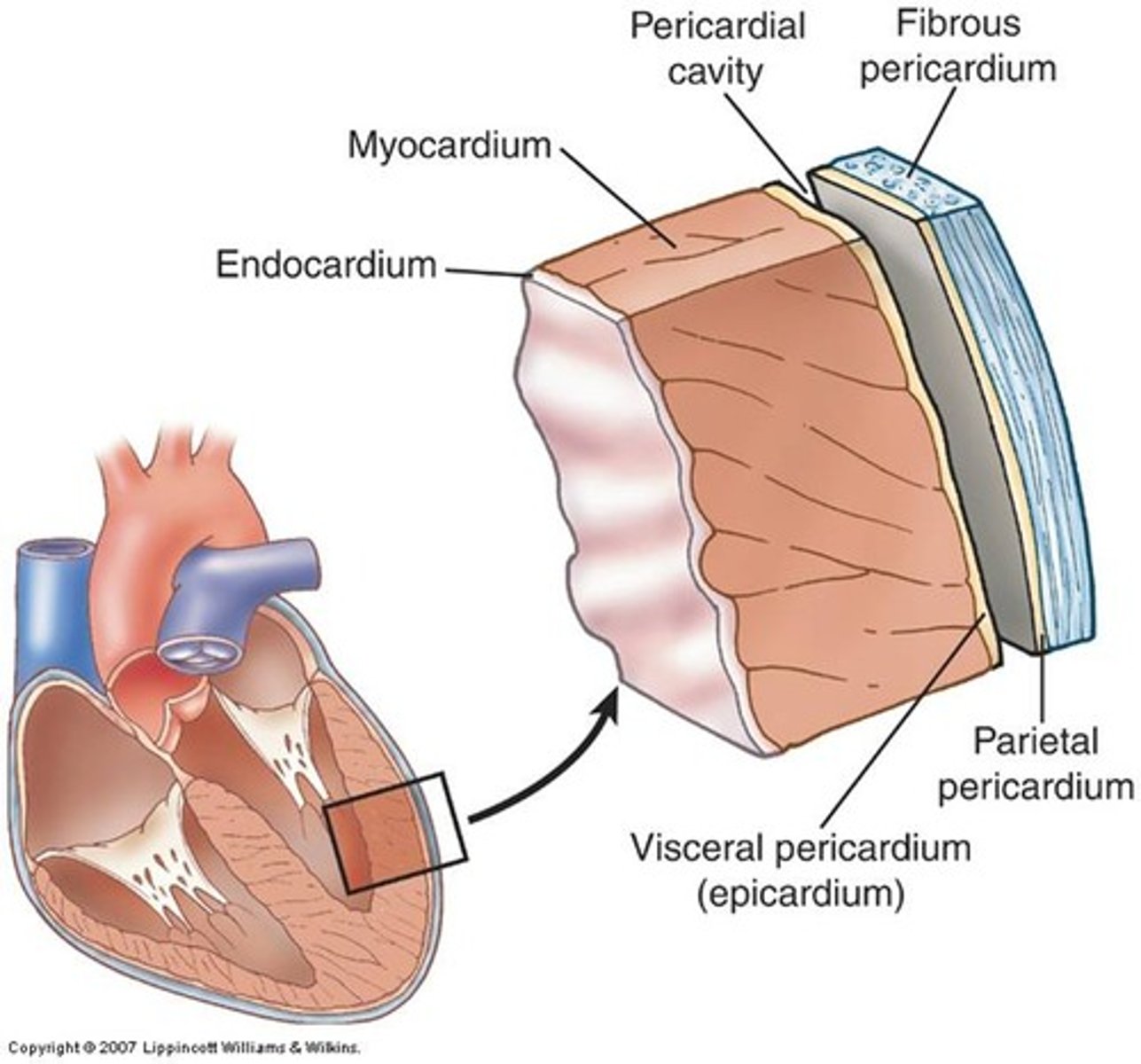 <p>muscular, middle layer of the heart. cardiac muscle</p>